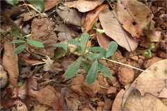 Crotalaria epunctata